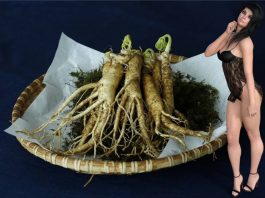 ginseng za sex in erekcijo