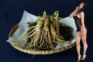 ginseng za sex in erekcijo