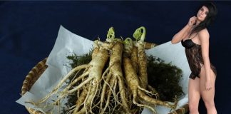 ginseng za sex in erekcijo