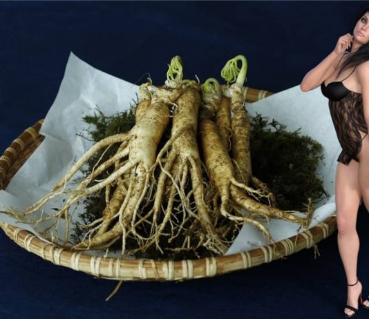 ginseng za sex in erekcijo