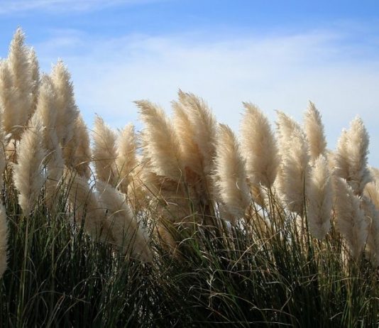 pampaska trava svingerji